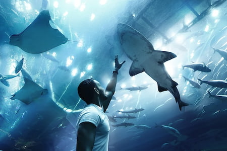 Dubai Aquarium and Underwater Zoo