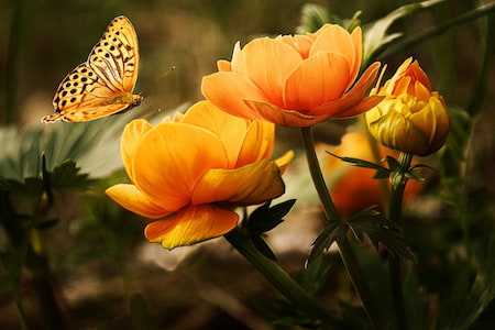 Dubai Butterfly Garden