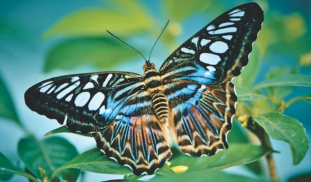 Dubai-Butterfly-Garden