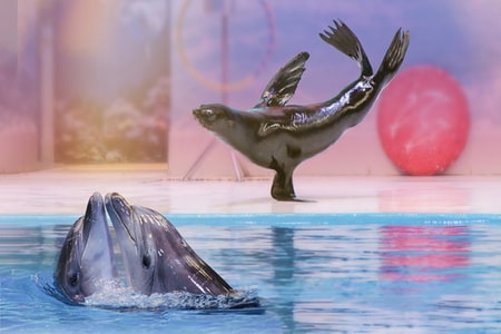 Dubai-Dolphinarium-1